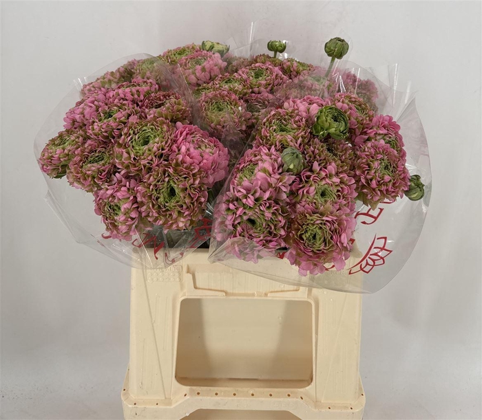 <h4>Ran Pon Alice Ex</h4>