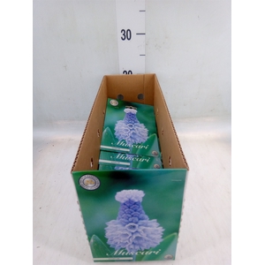 Muscari   ...flowerbulbs