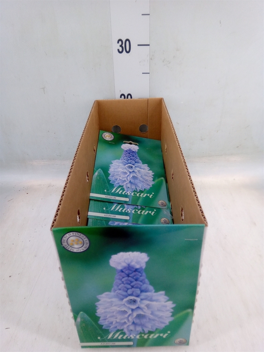 <h4>Muscari   ...flowerbulbs</h4>