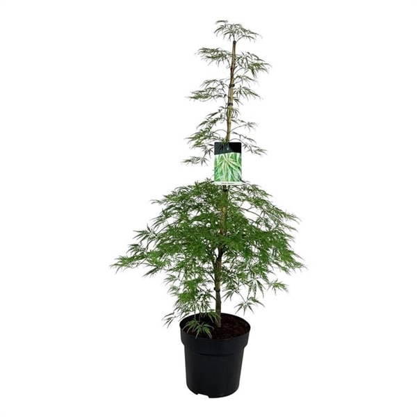 <h4>Acer pal. 'Dissectum'</h4>