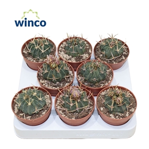 Stenocactus Coptonogonus