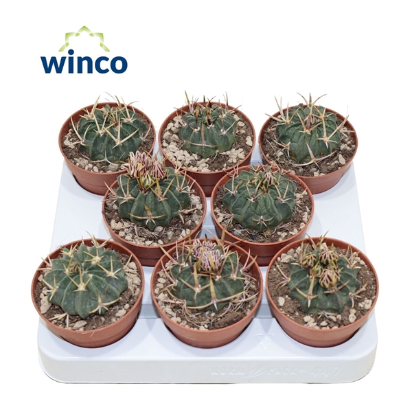 <h4>Stenocactus Coptonogonus</h4>