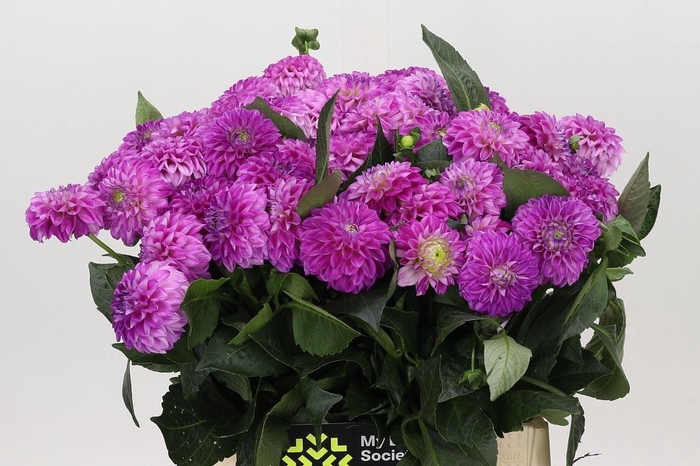 <h4>Dahlia BA 'Genova'</h4>
