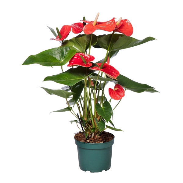 <h4>Anthurium Nebraska 17cm (Oranje)</h4>