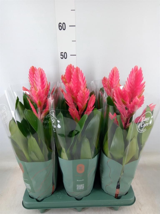 <h4>Vriesea   ...</h4>