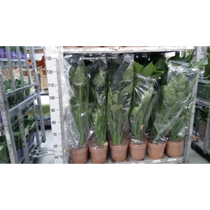 Alocasia cucullata