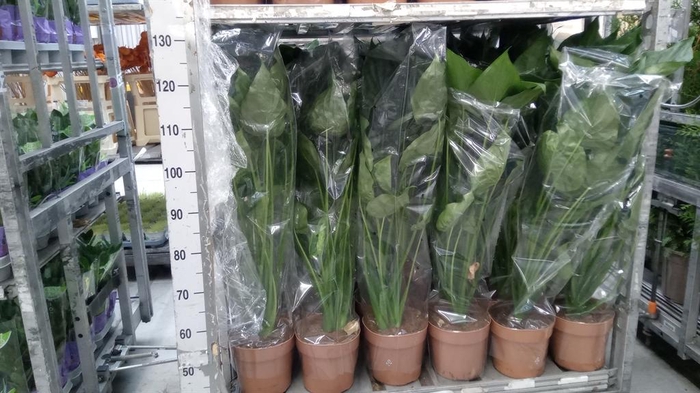<h4>Alocasia cucullata</h4>