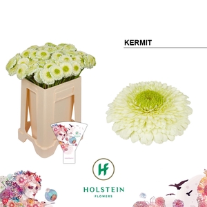 Germini Pomponi Kermit Water/Hoes x80