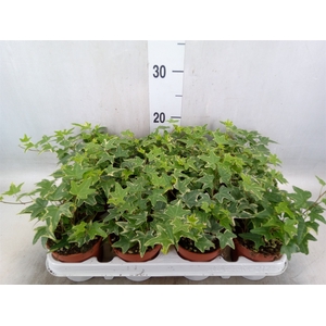 Hedera helix 'Mona Lisa'