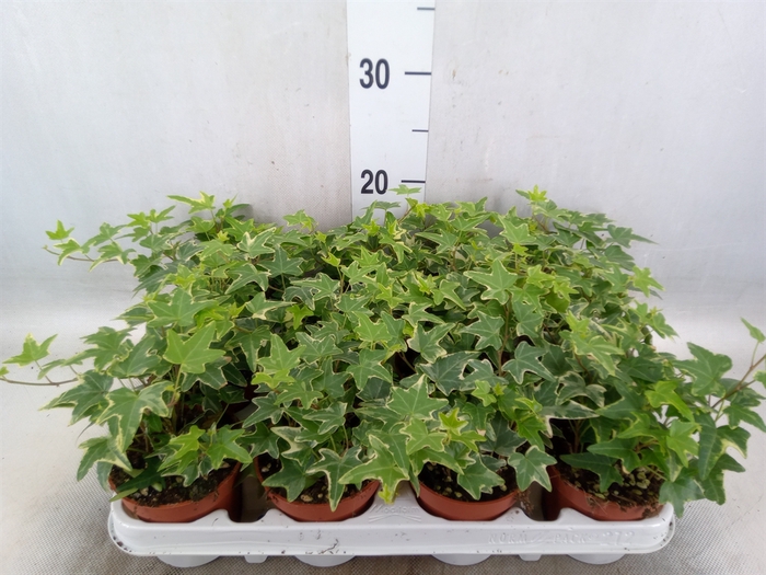 <h4>Hedera helix 'Mona Lisa'</h4>
