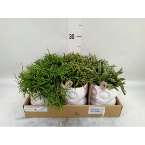 Rhipsalis   ...mix