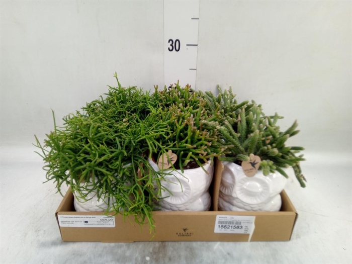 <h4>Rhipsalis   ...mix</h4>