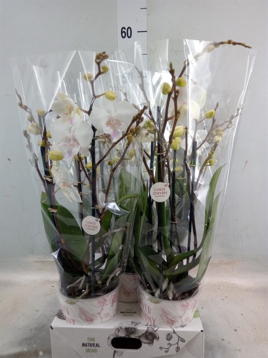 <h4>Phalaenopsis  'Manta Similan'</h4>