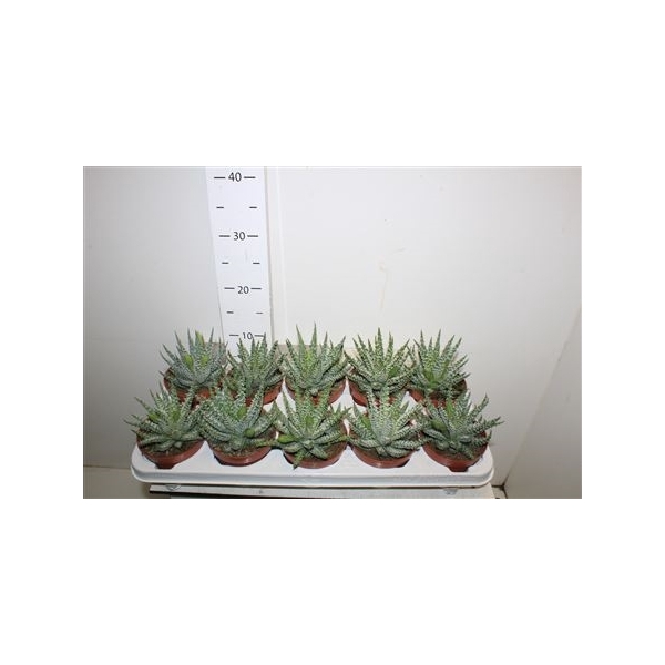 <h4>Aloe Humilis</h4>