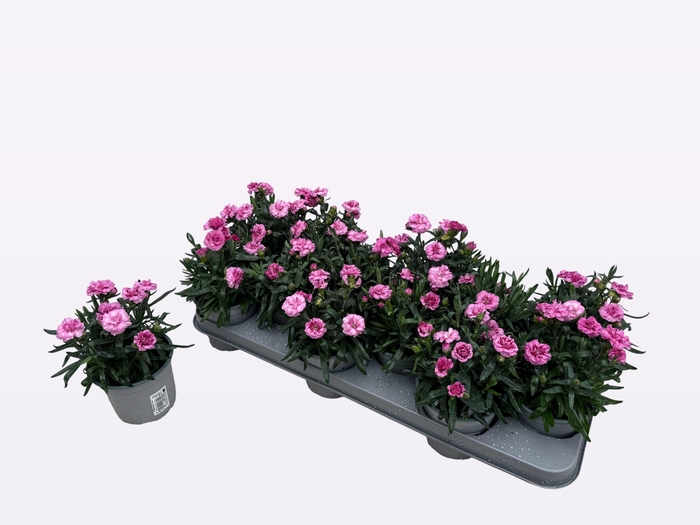 <h4>DIAN OSC PINK PURPLE</h4>