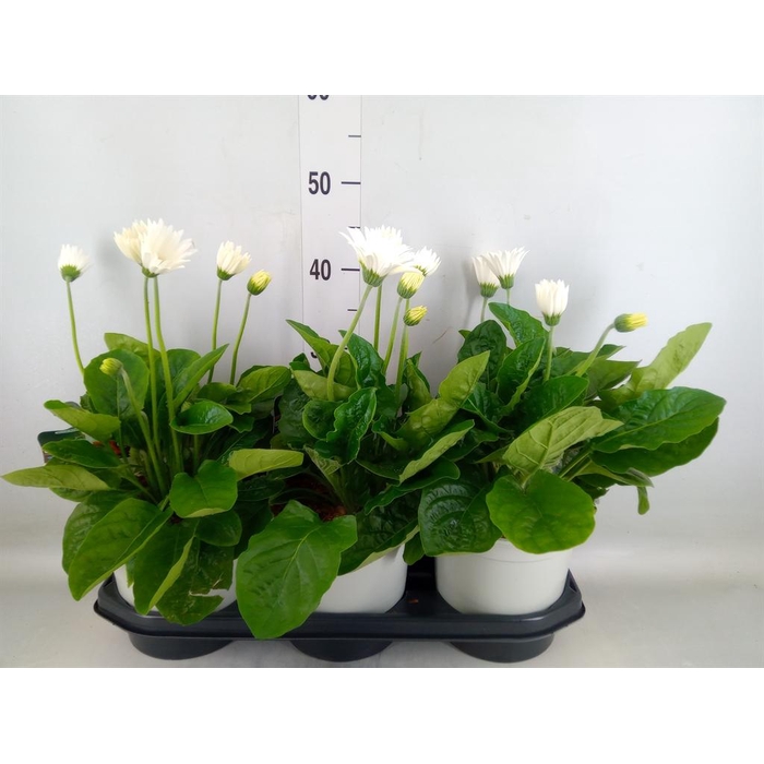 <h4>Gerbera 'Garvinea Sweet Frosting'</h4>