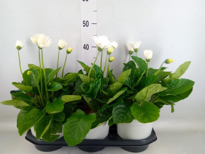 <h4>Gerbera  'Garvinea Sweet Frosting'</h4>