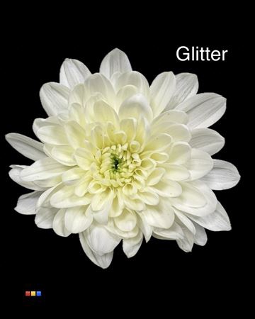 Chr T 2 Kl Baltica Pastel Yellow + Glit Bio