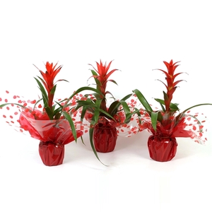 Guzmania Rood in Rondella Hoes