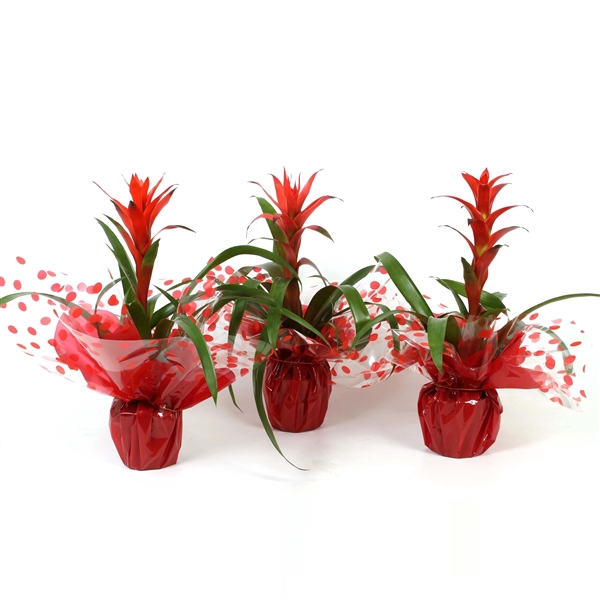 <h4>Guzmania Rood in Rondella Hoes</h4>