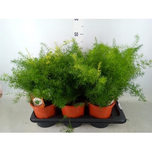 Asparagus dens. 'Sprengeri'