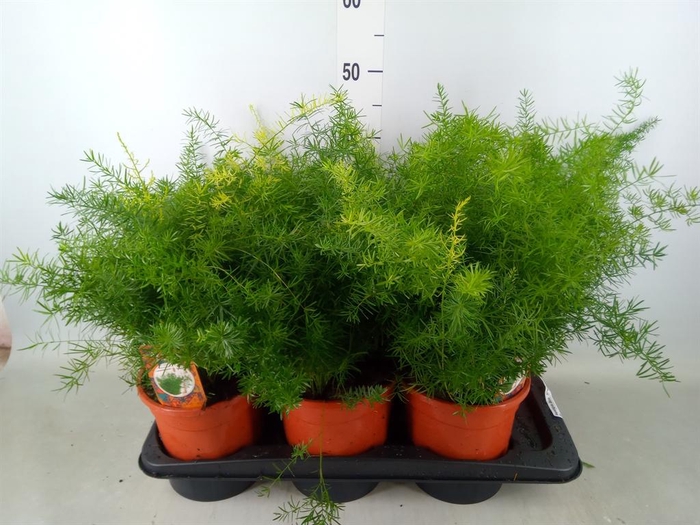 <h4>Asparagus dens. 'Sprengeri'</h4>