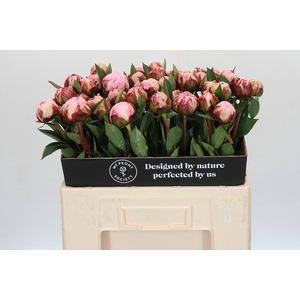 Paeonia Sarah Bernhardt