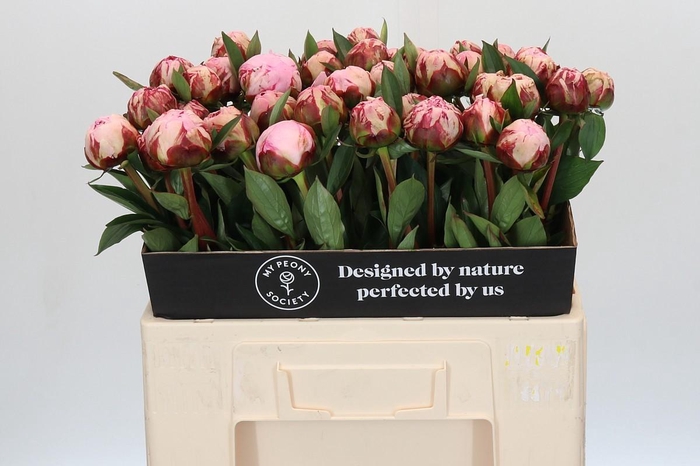 Paeonia Sarah Bernhardt