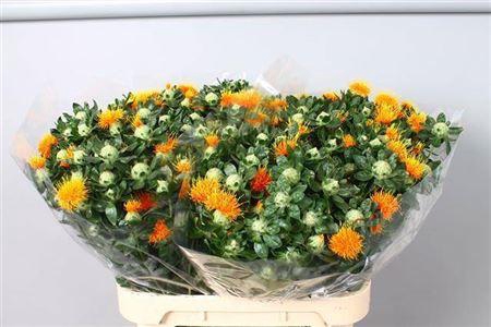 <h4>Carth T Zanzibar</h4>