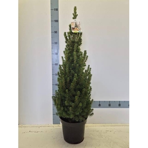 PICEA GL CONICA