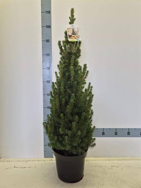 <h4>PICEA GL CONICA</h4>