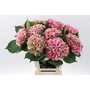Hydr M Royal Love Cl
