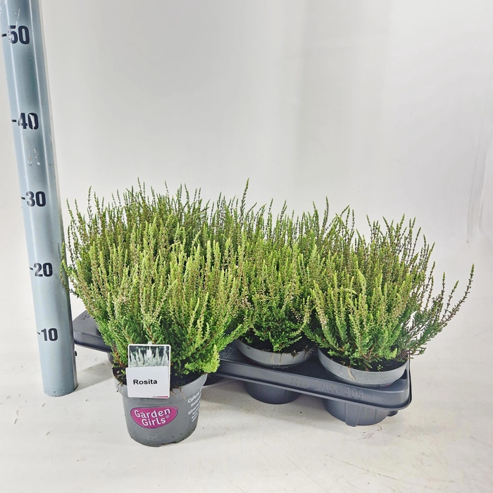 <h4>Calluna vulg. 'Rosita' (gg) PBR</h4>