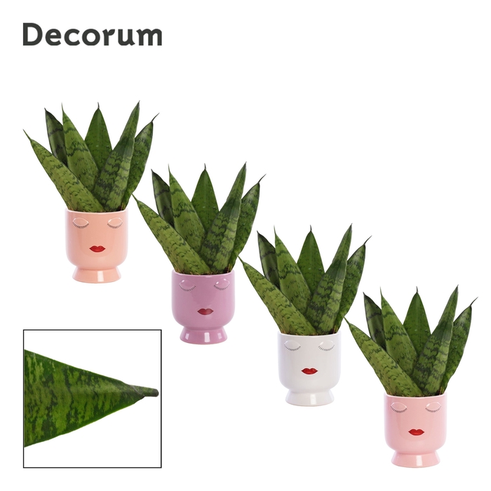 <h4>Sansevieria Zeylanica Fan 6 cm in Dua Lipa (Party Love-collect.)</h4>