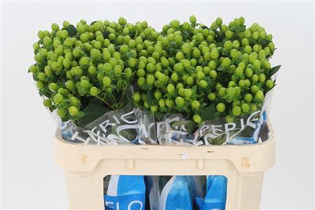 <h4>Hyp Coco Bamboo</h4>