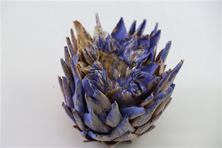 Dried Artz Cynara Heads Matisse