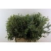 Euca Parvifolia 300gr P Bunch