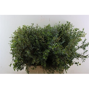 Euca Parvifolia 300gr S A P Bunch