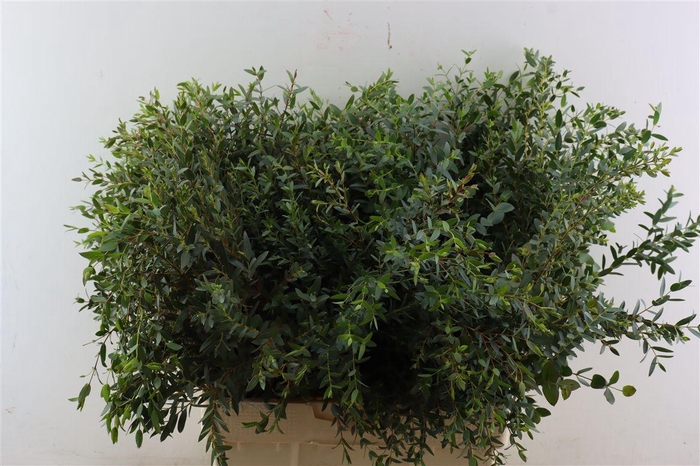 <h4>Euca Parvifolia 300gr S A P Bunch</h4>
