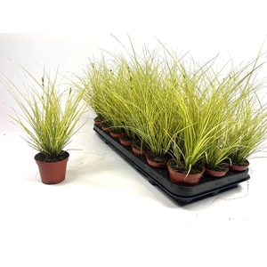 CAREX BR JENNEKE