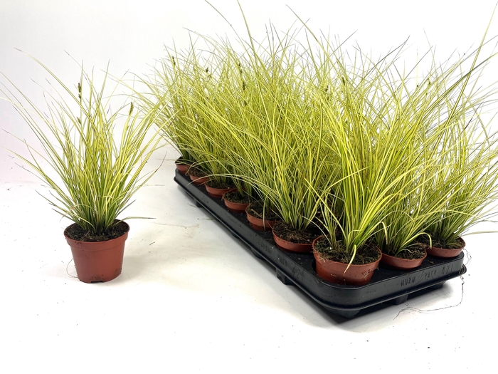 <h4>CAREX BR JENNEKE</h4>