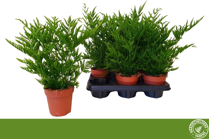 <h4>PTERIS STRAMINEA</h4>