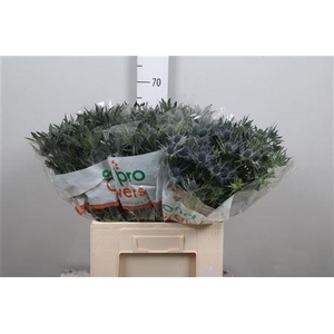 Eryn Mag Blue Lagoon