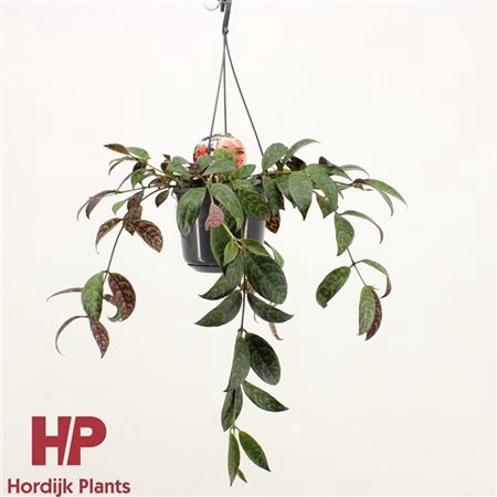 <h4>Aeschynanthus Marmoratus Hang</h4>