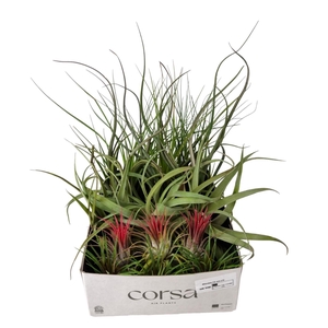 Tillandsia CS mix x15