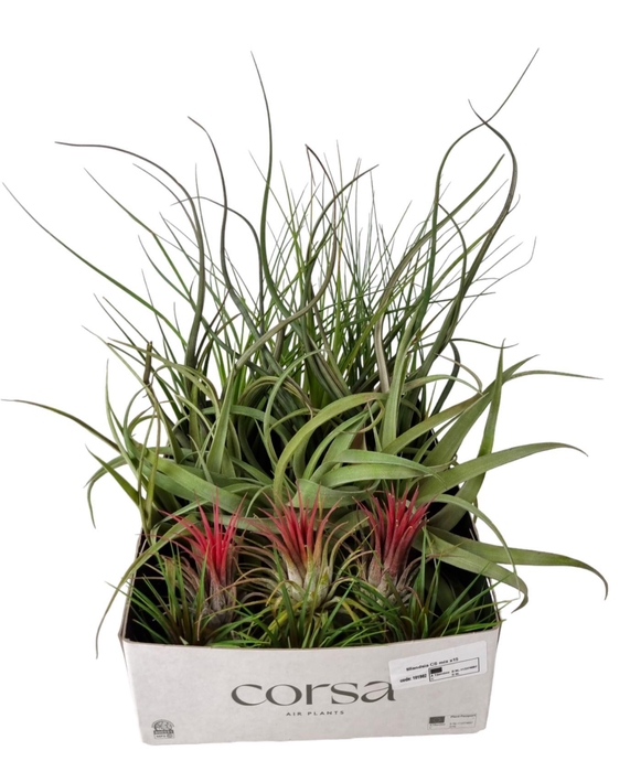 <h4>Tillandsia CS mix x15</h4>