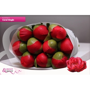 Paeonia Coral Magic | Heavy Quality