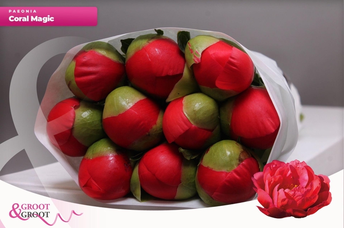 <h4>Paeonia Coral Magic | Heavy Quality</h4>