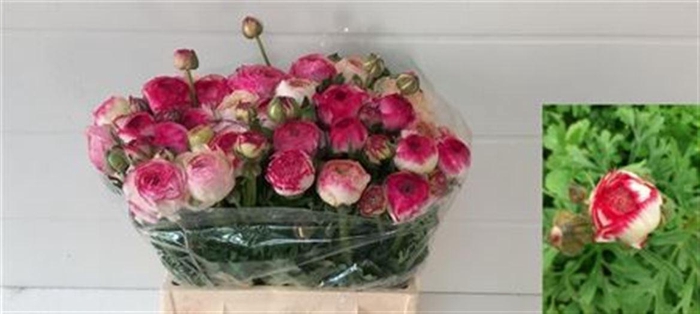 <h4>Ran Azur Sfumato Pink Super</h4>