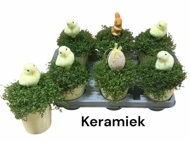 <h4>SOLEI SOL GROEN</h4>